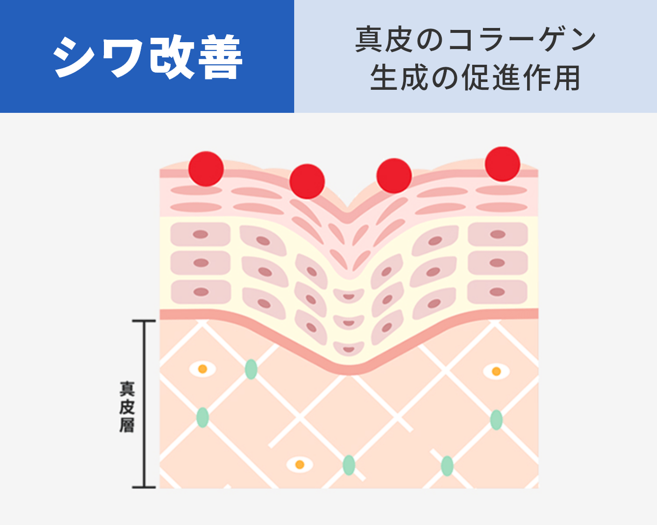 シワ改善