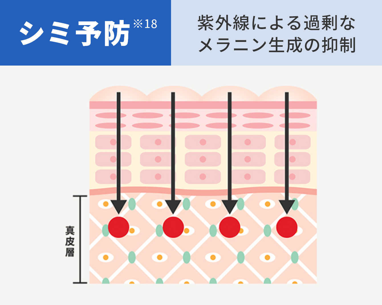 シワ予防※18