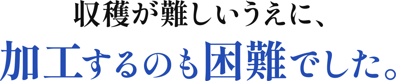 収穫が難しいうえに、加工するのも困難でした。